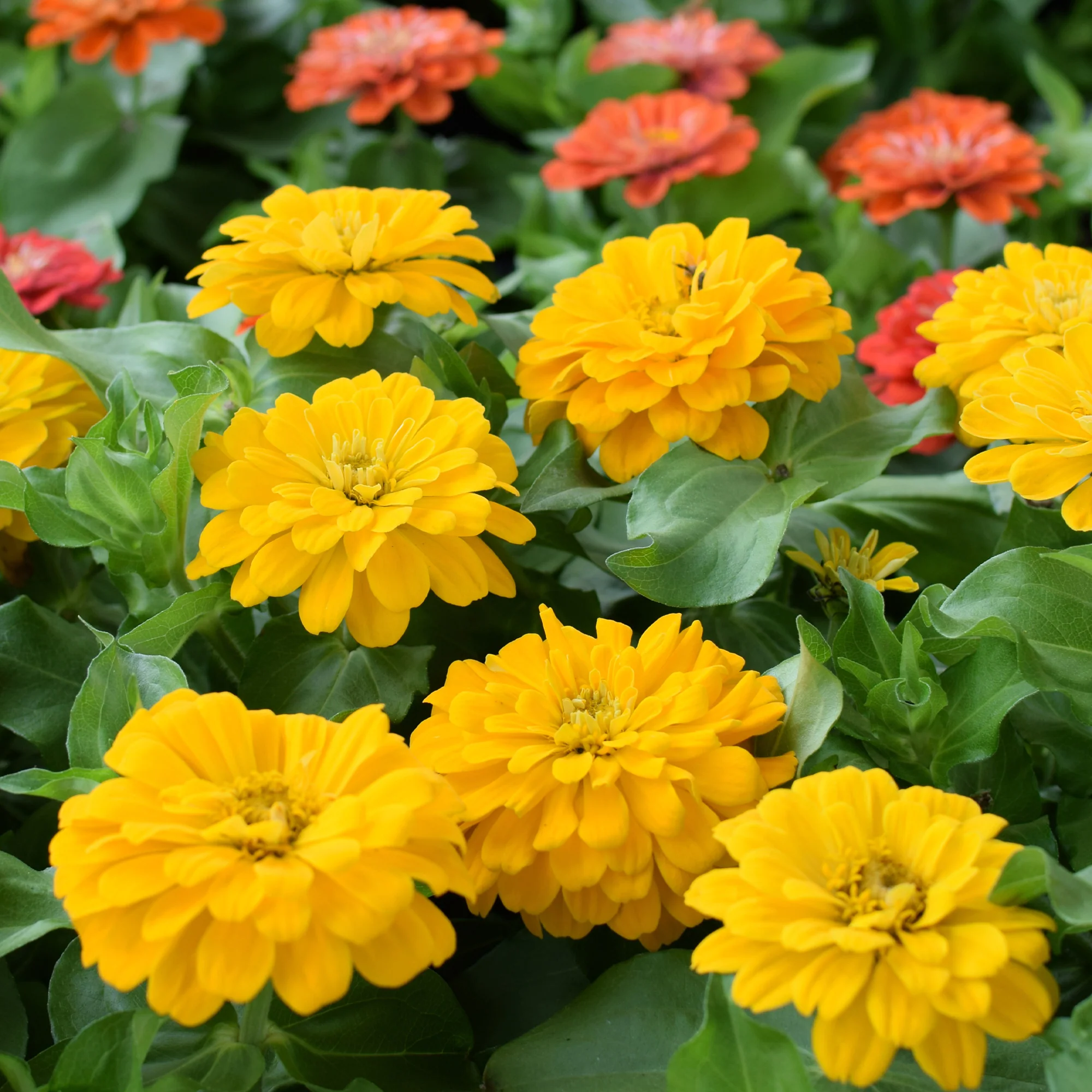 Zinnia jaune