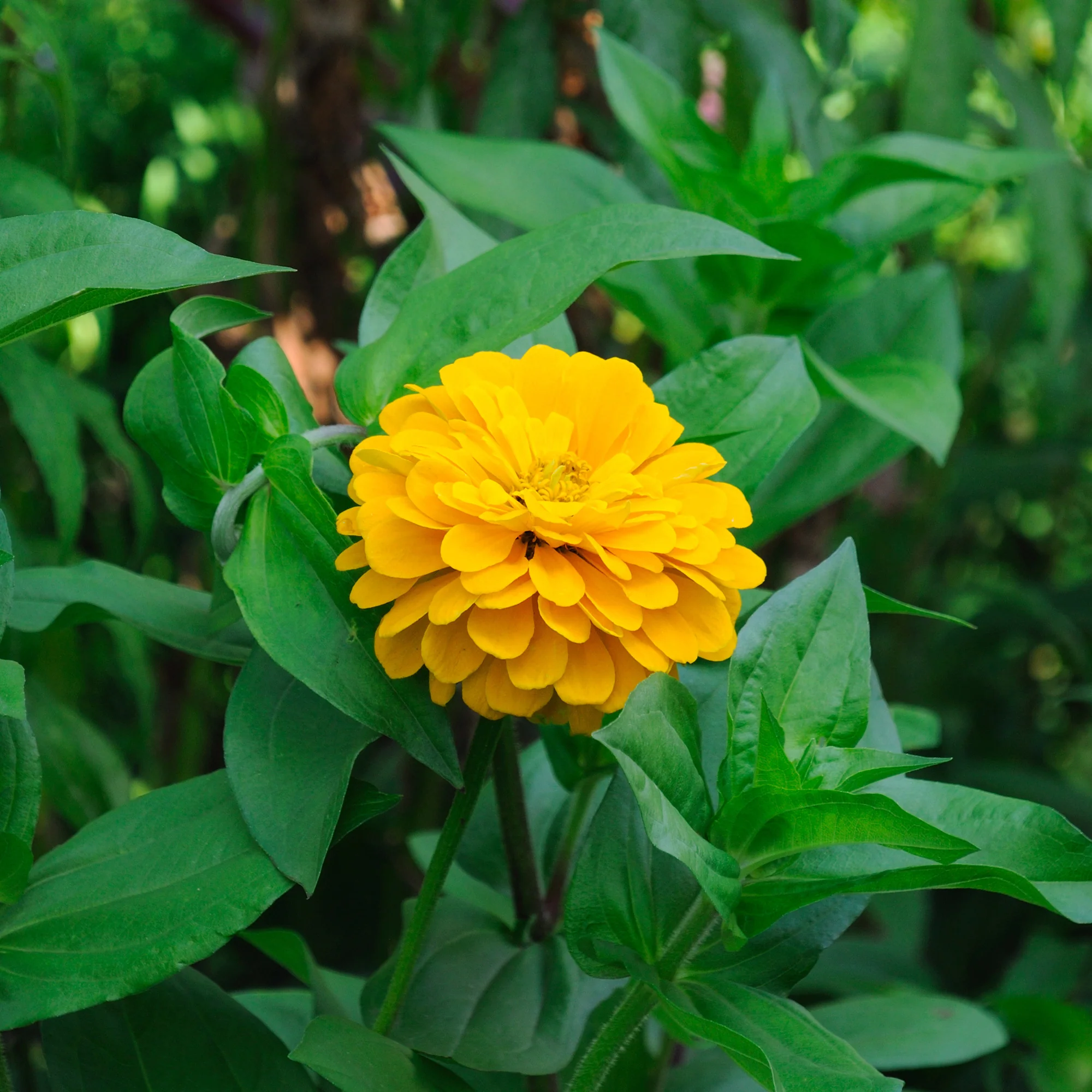 Zinnia jaune - Image 2