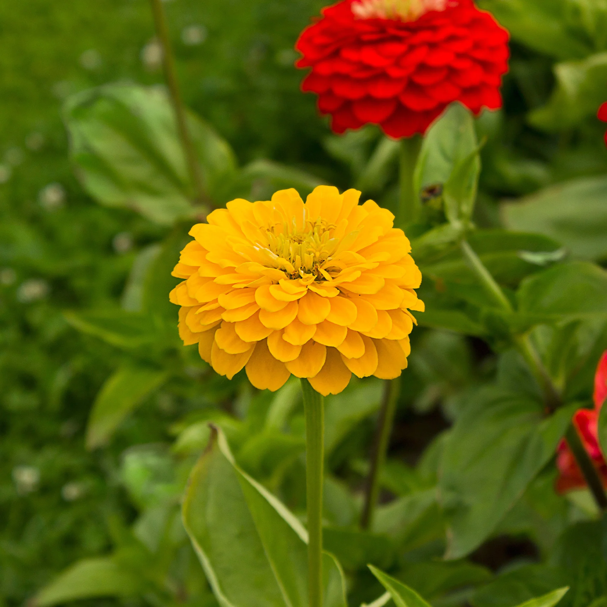 Zinnia jaune - Image 3